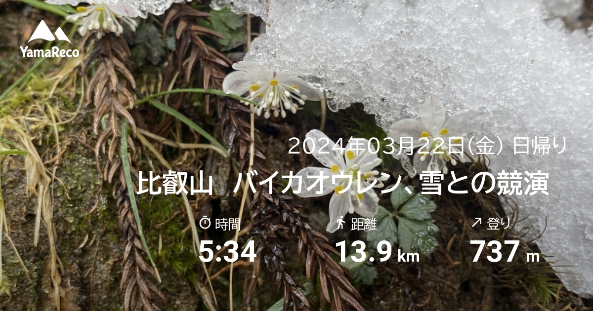 山行記録: 比叡山　バイカオウレン、雪との競演&#9835;
