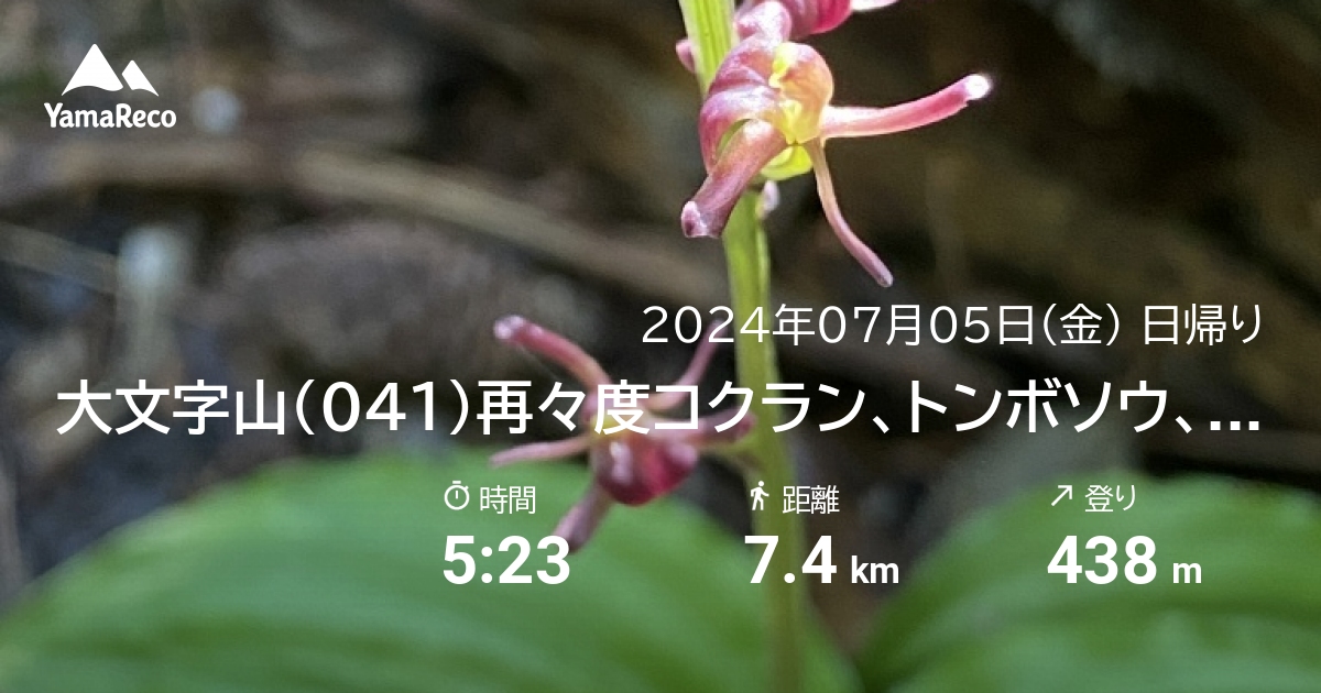 山行記録: 大文字山（041）再々度コクラン、トンボソウ、タシロラン＋市役所屋上下見