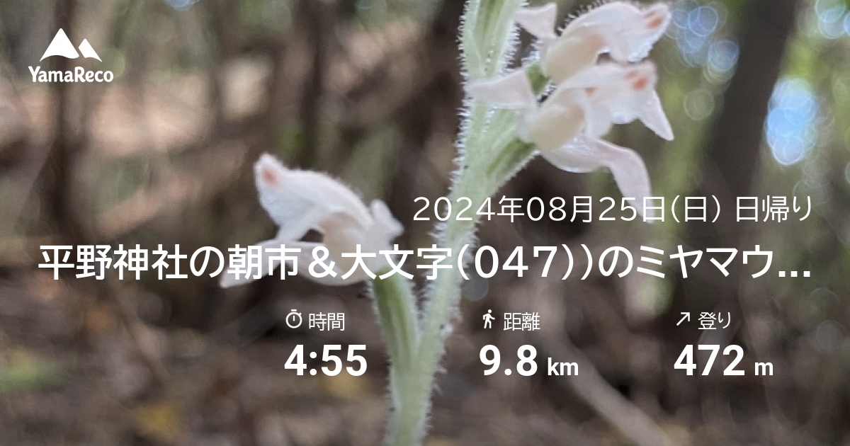 山行記録: 平野神社の朝市＆大文字（047））のミヤマウズラ
